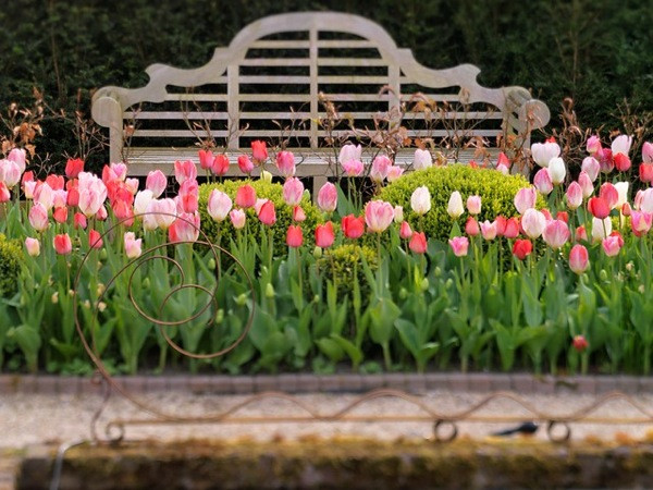 Tulip Flaming Purissima, Tulip  Dynasty, Tulip Creme Upstar, Tulip Van Eyck, Tulip Cheers